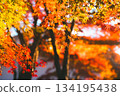 美麗的日本楓樹 134195438