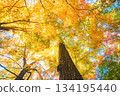 壯觀的秋葉 134195440