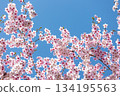 Close-up of cherry blossoms in full bloom against a beautiful blue sky 134195563