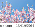 Close-up of cherry blossoms in full bloom against a beautiful blue sky 2 134195564