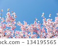 Close-up of cherry blossoms in full bloom against a beautiful blue sky 3 134195565