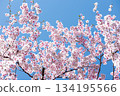 Close-up of cherry blossoms in full bloom against a beautiful blue sky 4 134195566