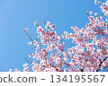 Close-up of cherry blossoms in full bloom against a beautiful blue sky 5 134195567