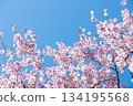 Close-up of cherry blossoms in full bloom against a beautiful blue sky 6 134195568