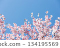 Close-up of cherry blossoms in full bloom against a beautiful blue sky 7 134195569