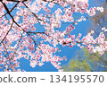 Close-up of cherry blossoms in full bloom against a beautiful blue sky 8 134195570
