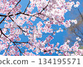 Close-up of cherry blossoms in full bloom against a beautiful blue sky 9 134195571