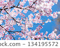 10 close-ups of cherry blossoms in full bloom against a beautiful blue sky 134195572