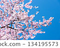 Close-up of cherry blossoms in full bloom against a beautiful blue sky 11 134195573