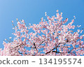 Close-up of cherry blossoms in full bloom against a beautiful blue sky 12 134195574
