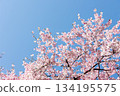 Close-up of cherry blossoms in full bloom against a beautiful blue sky 13 134195575