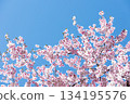 Close-up of cherry blossoms in full bloom against a beautiful blue sky 14 134195576