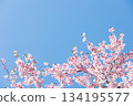 15 close-ups of cherry blossoms in full bloom against a beautiful blue sky 134195577