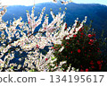生命的絢麗，碧藍的山巒，以及沐浴在陽光下的花朵 134195617