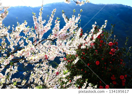 The brilliance of life, blue mountains and flowers dyed in rays of light 134195617