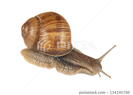 Brown garden snail on a white surface close up Brown garden snail on a white surface close up 134195780