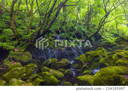 [Akita Prefecture_Mototaki Underground Water] River mist created by the underground water of Mt. Chokai. Summer, July 134195997