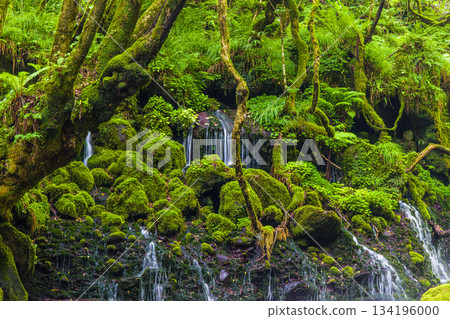 [Akita Prefecture_Mototaki Underground Water] River mist created by the underground water of Mt. Chokai. Summer, July 134196000