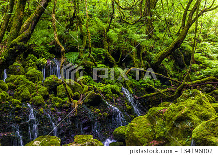 【秋田縣_元瀧地下水】鳥海山地下水形成的河霧。夏季，七月 134196002