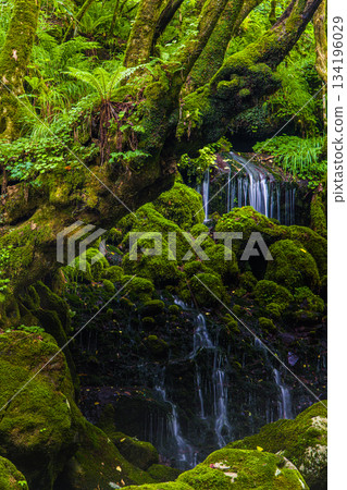 [Akita Prefecture_Mototaki Underground Water] River mist created by the underground water of Mt. Chokai. Summer, July 134196029
