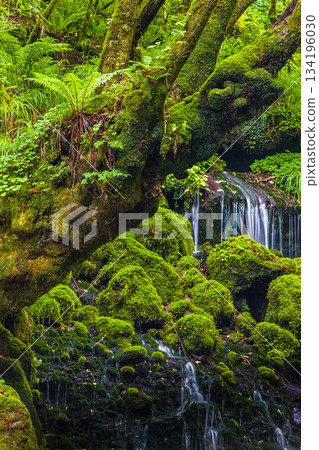 [Akita Prefecture_Mototaki Underground Water] River mist created by the underground water of Mt. Chokai. Summer, July 134196030