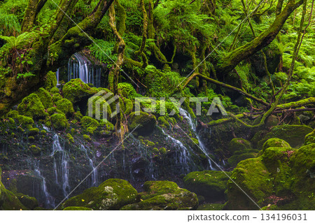 [Akita Prefecture_Mototaki Underground Water] River mist created by the underground water of Mt. Chokai. Summer, July 134196031