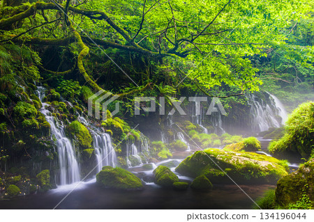【秋田縣_元瀧地下水】鳥海山地下水形成的河霧。夏季,七月 【秋田縣_元瀧地下水】鳥海山地下水形成的河霧。夏季,七月 134196044
