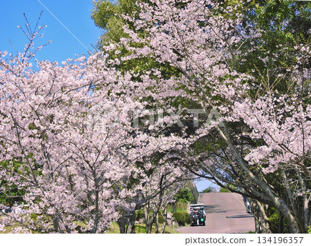 櫻花盛開的高爾夫球場推車場景 櫻花盛開的高爾夫球場推車場景 134196357