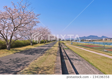 山口縣下關市高野川可愛的公園櫻花樹和河床的風景 山口縣下關市高野川可愛的公園櫻花樹和河床的風景 134196358