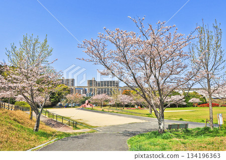 北九州小倉南區志井公園的櫻花在春天盛開 134196363