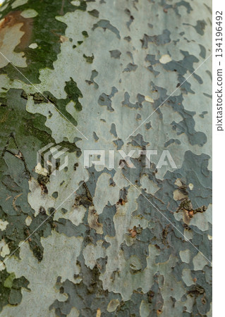 Bark of the tree. Tree texture. Natural backgrounds.  134196492