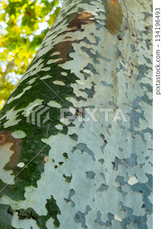 Bark of the tree. Tree texture. Natural backgrounds.  134196493