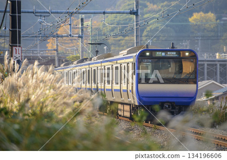 Autumn Yokosuka Line [E235 Series Local] Backlit by the Sunset 134196606