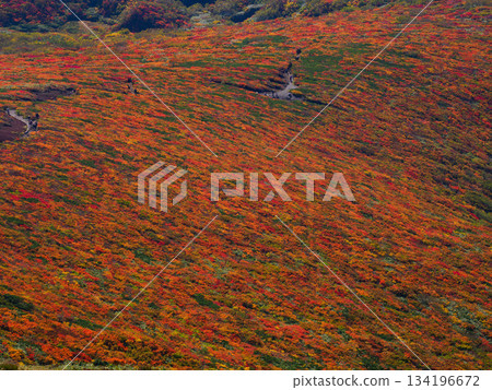 [Miyagi Prefecture] Autumn on Mount Kurikoma_God's Carpet_07 134196672