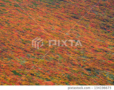 [Miyagi Prefecture] Autumn on Mount Kurikoma_God's Carpet_08 134196673