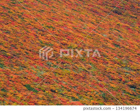 [Miyagi Prefecture] Autumn at Mount Kurikoma_God's Carpet_09 134196674