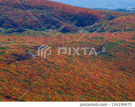 [Miyagi Prefecture] Autumn at Mount Kurikoma_God's Carpet_10 134196675