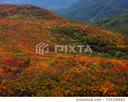 [Miyagi Prefecture] Autumn on Mount Kurikoma_God's Carpet_15 134196682