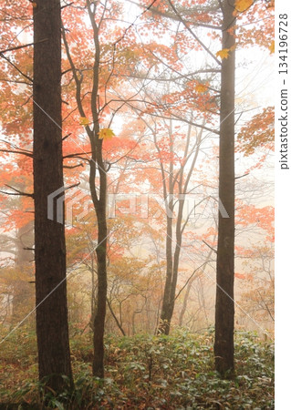 Yachiho Kogen Nature Park (Autumn) 134196728