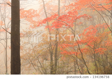Yachiho Kogen Nature Park (Autumn) 134196738