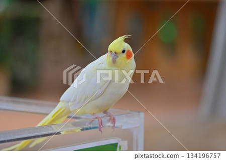 Sekisei parakeet Sekisei parakeet 134196757