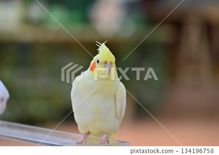 Sekisei parakeet 134196758