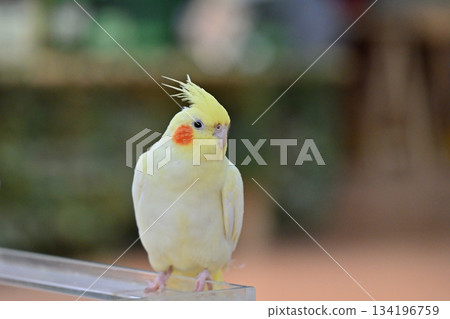 Sekisei parakeet 134196759