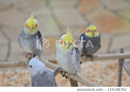 Sekisei parakeet Sekisei parakeet 134196762