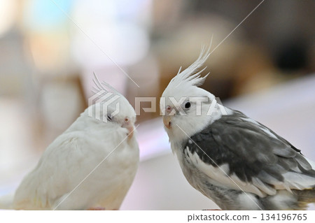 Sekisei parakeet 134196765