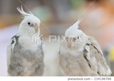 Sekisei parakeet 134196766