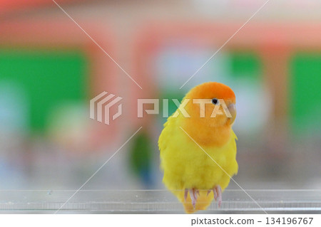 Sekisei parakeet Sekisei parakeet 134196767