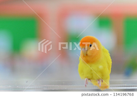 Sekisei parakeet 134196768