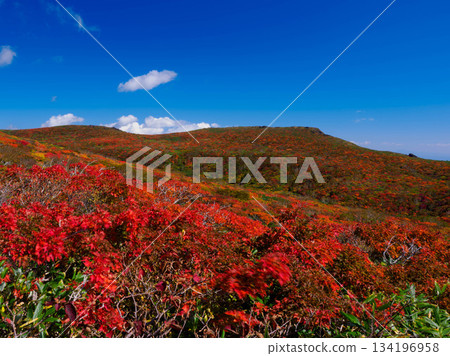 【宮城縣】東栗子山之秋_神的地毯_03 【宮城縣】東栗子山之秋_神的地毯_03 134196958