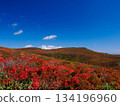 [Miyagi Prefecture] Autumn at Mount Higashikurikoma_God's Carpet_04 134196960